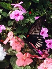 Spotted this majestic beauty on the way to Kushida Shine, Fukuoka: by nickyb, Views[184]