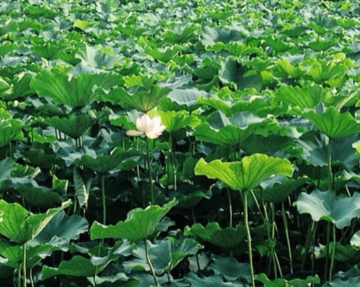 Ponds full of lush lotus flowers on the way to Ōhori Park in Fukuoka 