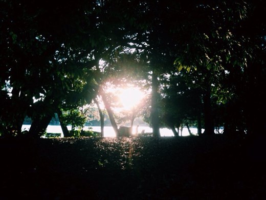 Sun setting over Ōhori park! Sunlight between the leaves. 