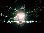 Sun setting over Ōhori park! Sunlight between the leaves. : by nickyb, Views[220]