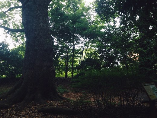 Walking into Kyoto Imperial Palace Park 
