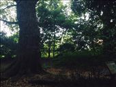 Walking into Kyoto Imperial Palace Park : by nickyb, Views[226]