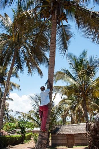 Nimble George.

George from Conguiana village in Mozambique is climbing with a bush knife, a really tall Palm tree (higher than a double story building) for coconuts and leaves. Since it is dangerous work he was only allowed to start climbing at the age of 10. It takes a tremendous amount of skill and strength to climb Palm tree. 

