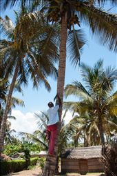 Nimble George.

George from Conguiana village in Mozambique is climbing with a bush knife, a really tall Palm tree (higher than a double story building) for coconuts and leaves. Since it is dangerous work he was only allowed to start climbing at the age of 10. It takes a tremendous amount of skill and strength to climb Palm tree. 
: by nickyblue78, Views[649]