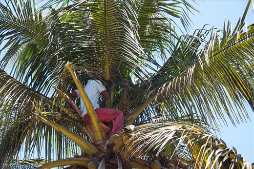 High up.

He uses an incredibly sharp bush knife to cut off the leaves and coconuts. It’s a valuable source of income as the coconuts are not just used for food and water but they can be used to make several items including coconut soap and jewelry. 