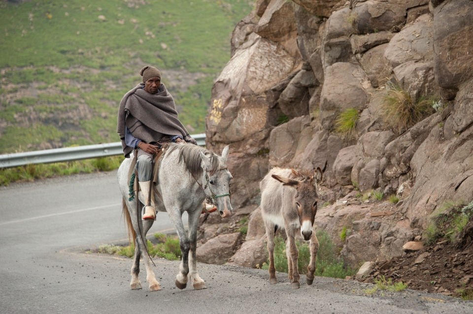 Follow the Leader. The donkeys do most of the hard work, this section of the road is one of the steepest in Lesotho and he is following his owner on a horse.
