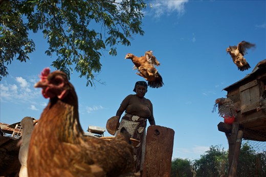 A lady feeds chickens in the rural village of Kilaatu, south of Nairobi