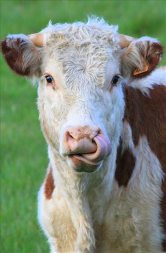 Cow – Happy in its surrounds, living it's daily life of standing in a paddock and thinking 'I could I eat you right now' as it licks his lips. Surely not, cows are gentle giants?!