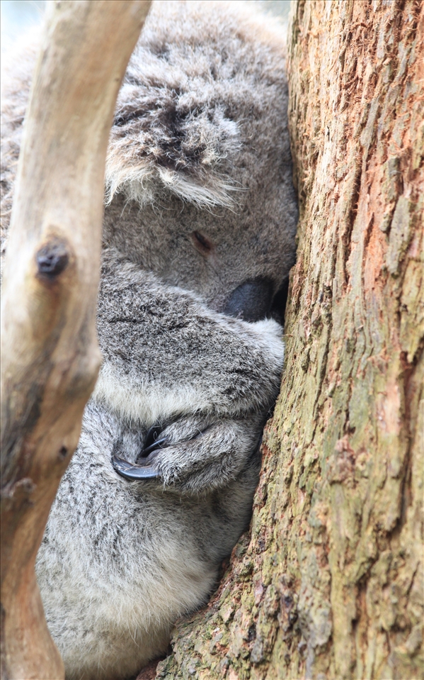 Koala – can this beautiful koala be cute and cuddly?! Happy in its habitat 'gum tree',  showing it's true features of thick wooly fur for protection, claws for gripping onto the tree and it's big nose to smell for gum leaves.