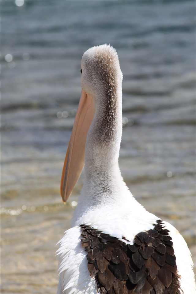 Australian Pelican – enjoying his surroundings of the beautiful waters of Phillip Island, he ponders to go fishing.