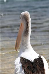 Australian Pelican – enjoying his surroundings of the beautiful waters of Phillip Island, he ponders to go fishing.: by nicolea, Views[420]