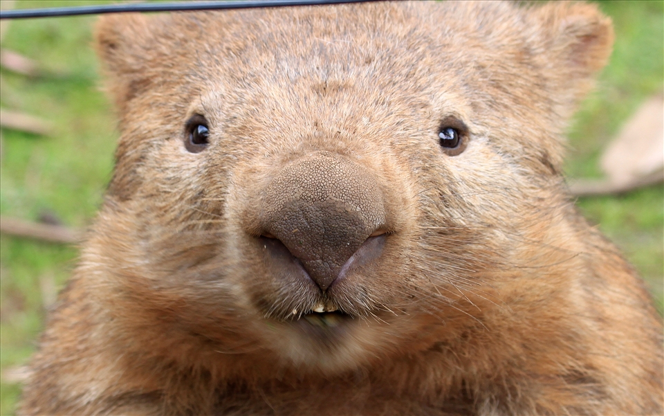 Bare-nosed Wombat – who said I was shy? Showing the great features of this native animal, 'beaver' like teeth, small eyes and coarse hair. 