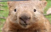 Bare-nosed Wombat – who said I was shy? Showing the great features of this native animal, 'beaver' like teeth, small eyes and coarse hair. : by nicolea, Views[3055]