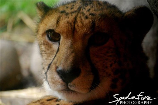A close up shot of a Cheetah, taken at the Oregon Zoo, while relaxing