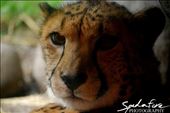 A close up shot of a Cheetah, taken at the Oregon Zoo, while relaxing: by nicospad, Views[278]