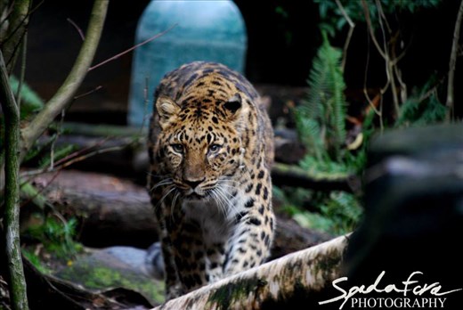 An Amur Leopard, taken at the Oregon Zoo, prowling her exhibit