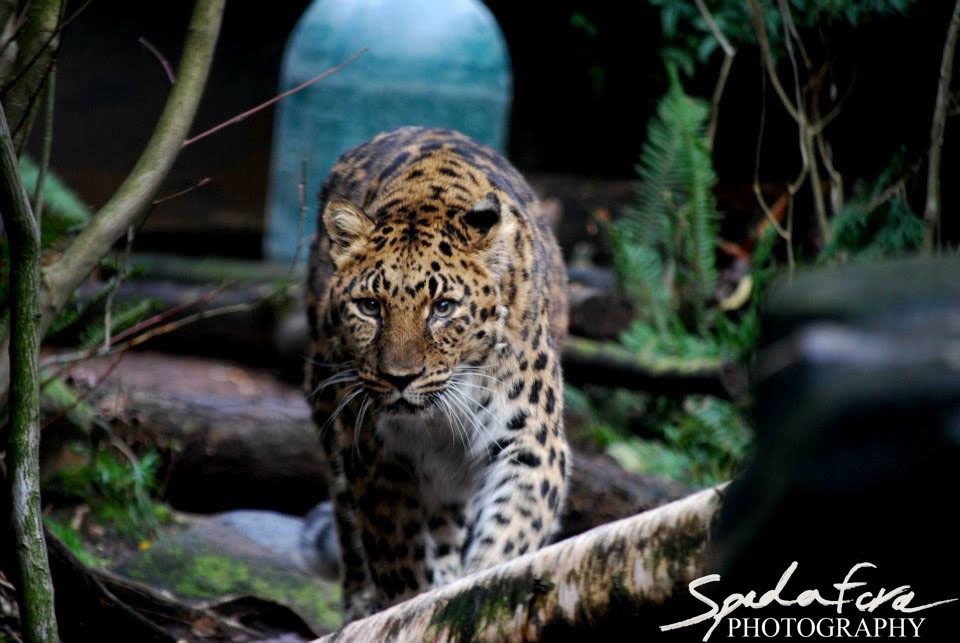An Amur Leopard, taken at the Oregon Zoo, prowling her exhibit