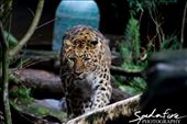 An Amur Leopard, taken at the Oregon Zoo, prowling her exhibit: by nicospad, Views[248]