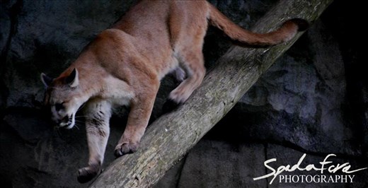 A Cougar, using it's amazing balance to get down from a higher area.