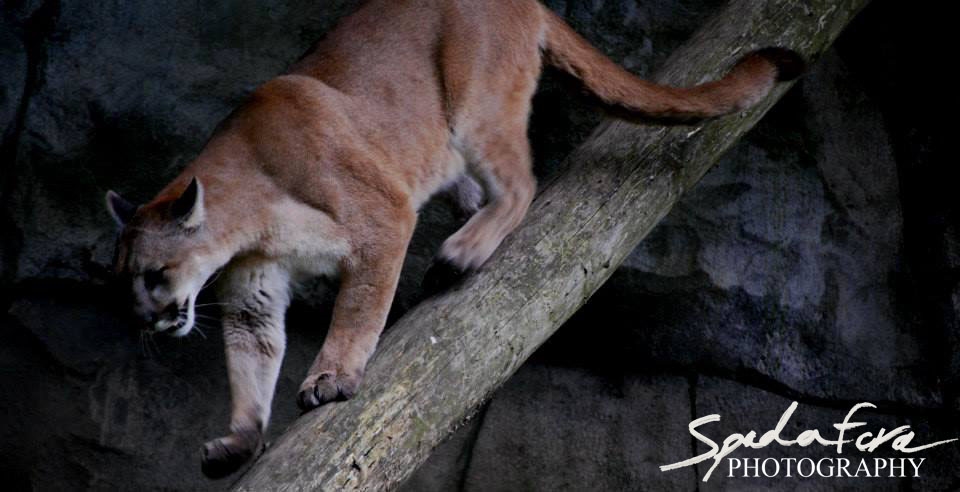 A Cougar, using it's amazing balance to get down from a higher area.