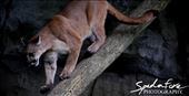 A Cougar, using it's amazing balance to get down from a higher area.: by nicospad, Views[242]