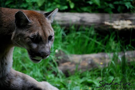 A Cougar head shot.