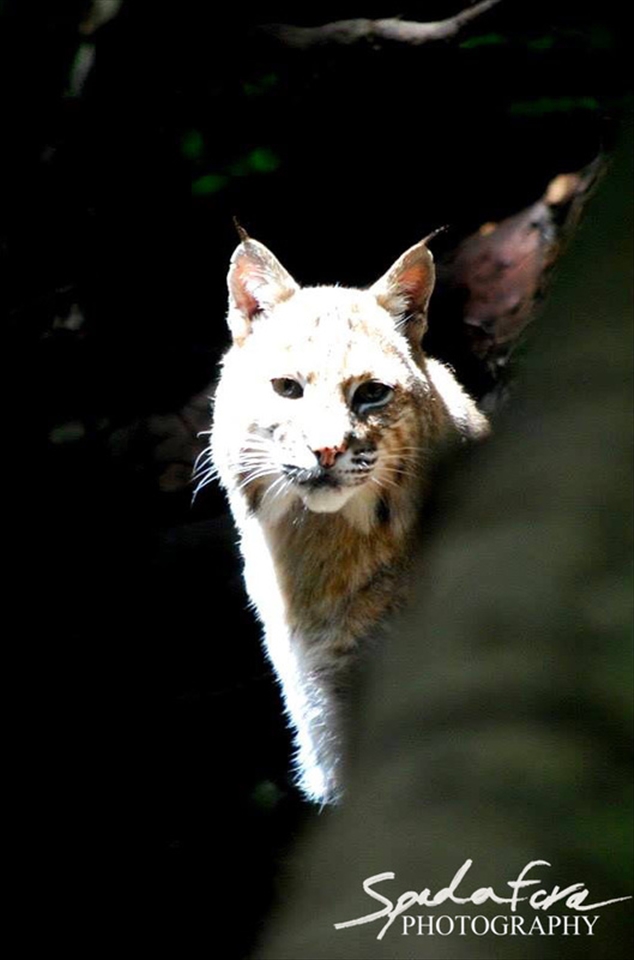 A Bobcat, showing itself from behind a fallen tree.