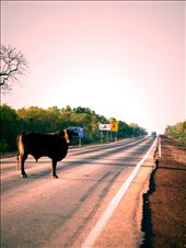derby brahman: by nightshade, Views[210]