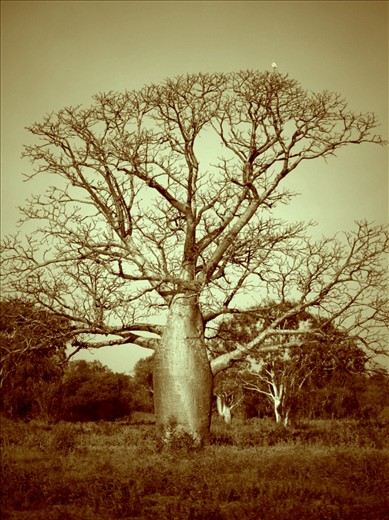 boab tree