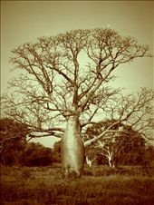 boab tree: by nightshade, Views[250]