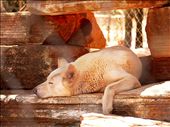 napping: by nightshade, Views[240]