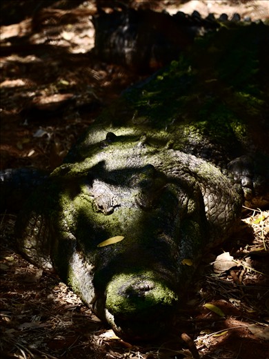 lurking croc