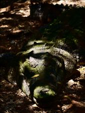 lurking croc: by nightshade, Views[209]