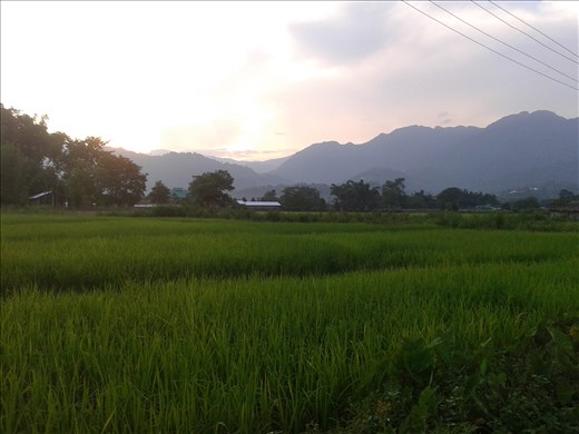 Vegetation and plantation at this place.