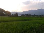 Vegetation and plantation at this place.: by nikhilraj, Views[381]
