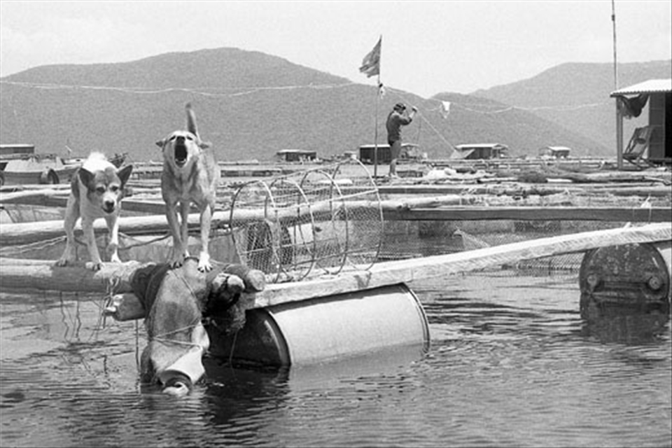 Dogs guard the platoons from thieves.