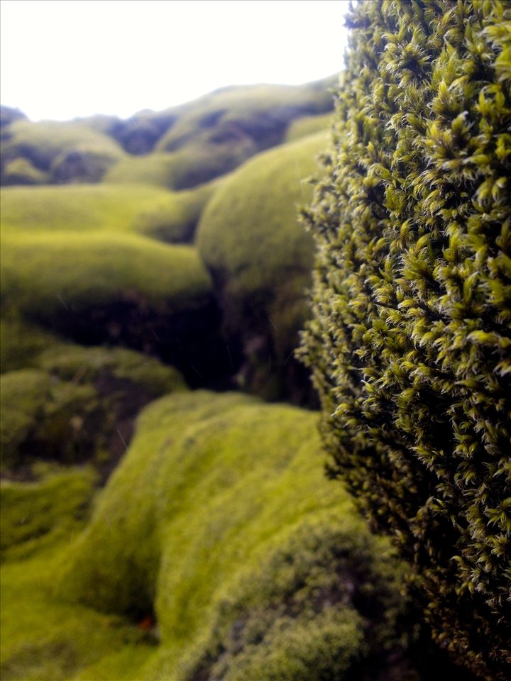 Moss in Iceland; taken with iPhone4s