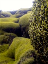 Moss in Iceland; taken with iPhone4s: by nikkinoodle, Views[277]