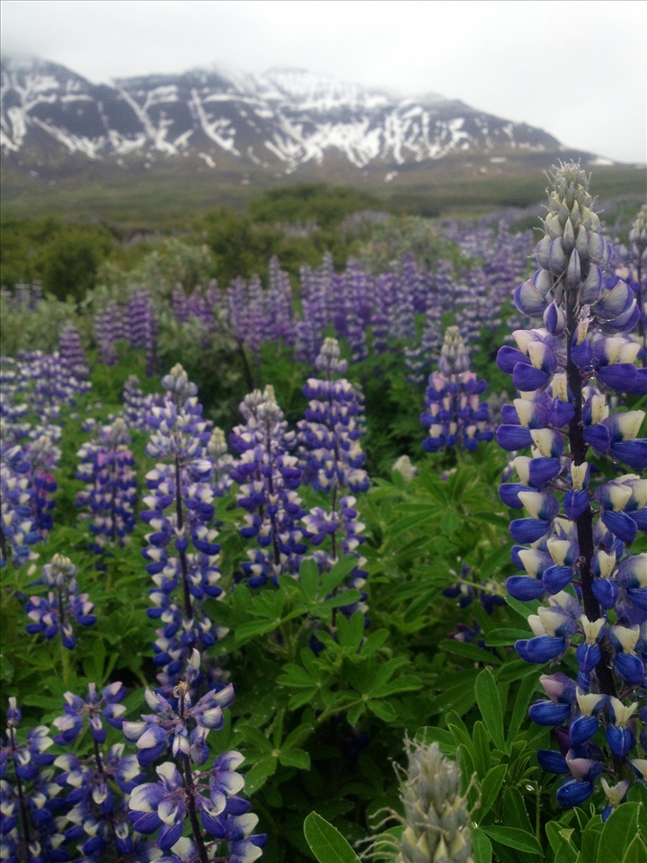 Lupine in Iceland; taken with iPhone4s