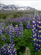 Lupine in Iceland; taken with iPhone4s: by nikkinoodle, Views[311]