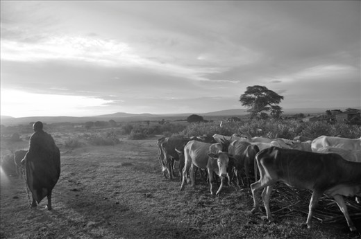 Maasai chief with his cattle