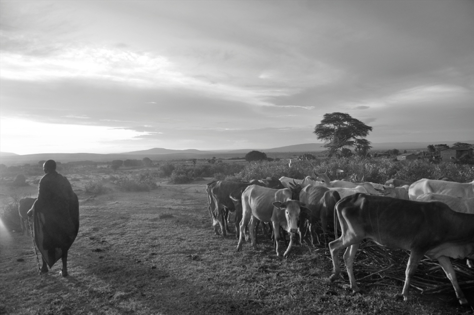 Maasai chief with his cattle