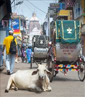 Puri is famous for the Jagannath temple. One will find cows and oxen everywhere in the city. I wanted to show how the road is full of traffic and animals. The road leads to the Jagannath temple.: by niladri, Views[576]