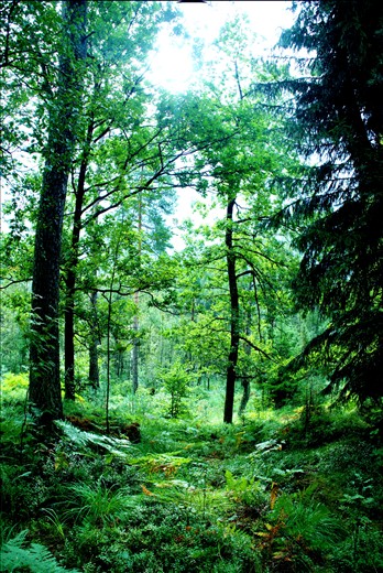 The woods of North-eastern Denmark patiently wait until the cold weather disappears in the spring. The sudden change in weather after a long winter can be overwhelming when everything turns from white, grey and brown to various shades of green. 
