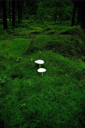 The contrast between two kingdoms living in synergy deep into the pine forests of north-eastern Denmark. Mushrooms underlining their indifference to plants
