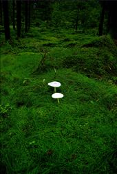 The contrast between two kingdoms living in synergy deep into the pine forests of north-eastern Denmark. Mushrooms underlining their indifference to plants: by nilsskovgaard, Views[359]