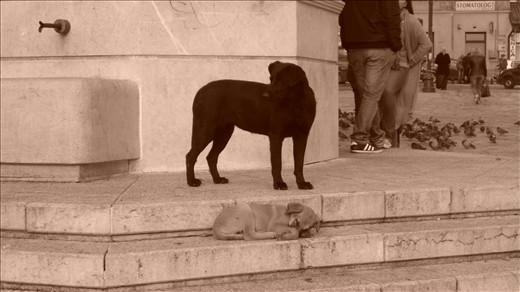 Sarajevo, the city of abandoned dogs