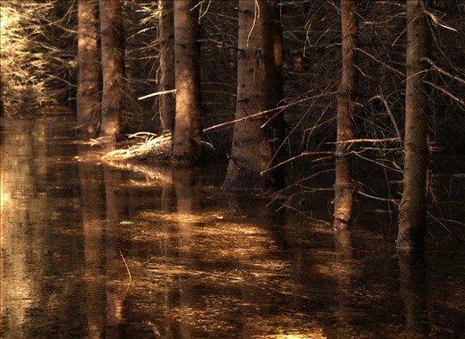 Sun reflects on the flood water between trees.