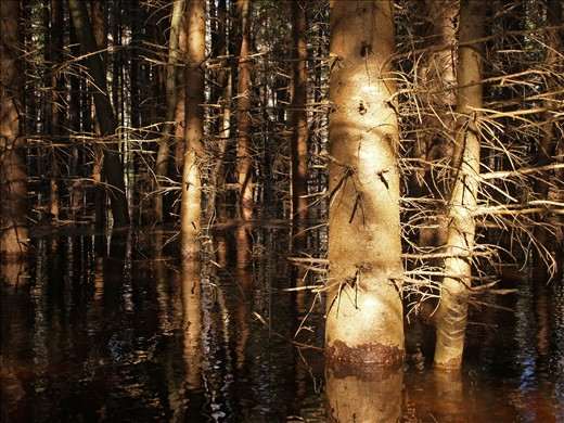 Flooded forest in Soomaa, Estonia. Some light still gets through.