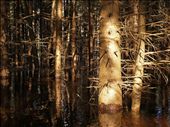 Flooded forest in Soomaa, Estonia. Some light still gets through.: by nipitiri, Views[293]